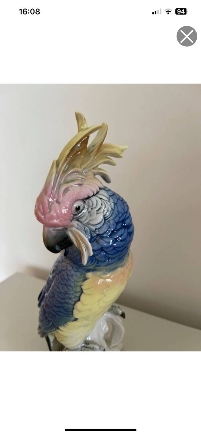 Bird Great Cockatoo Karl Ens