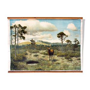 Affiche pédagogique cerf,1949