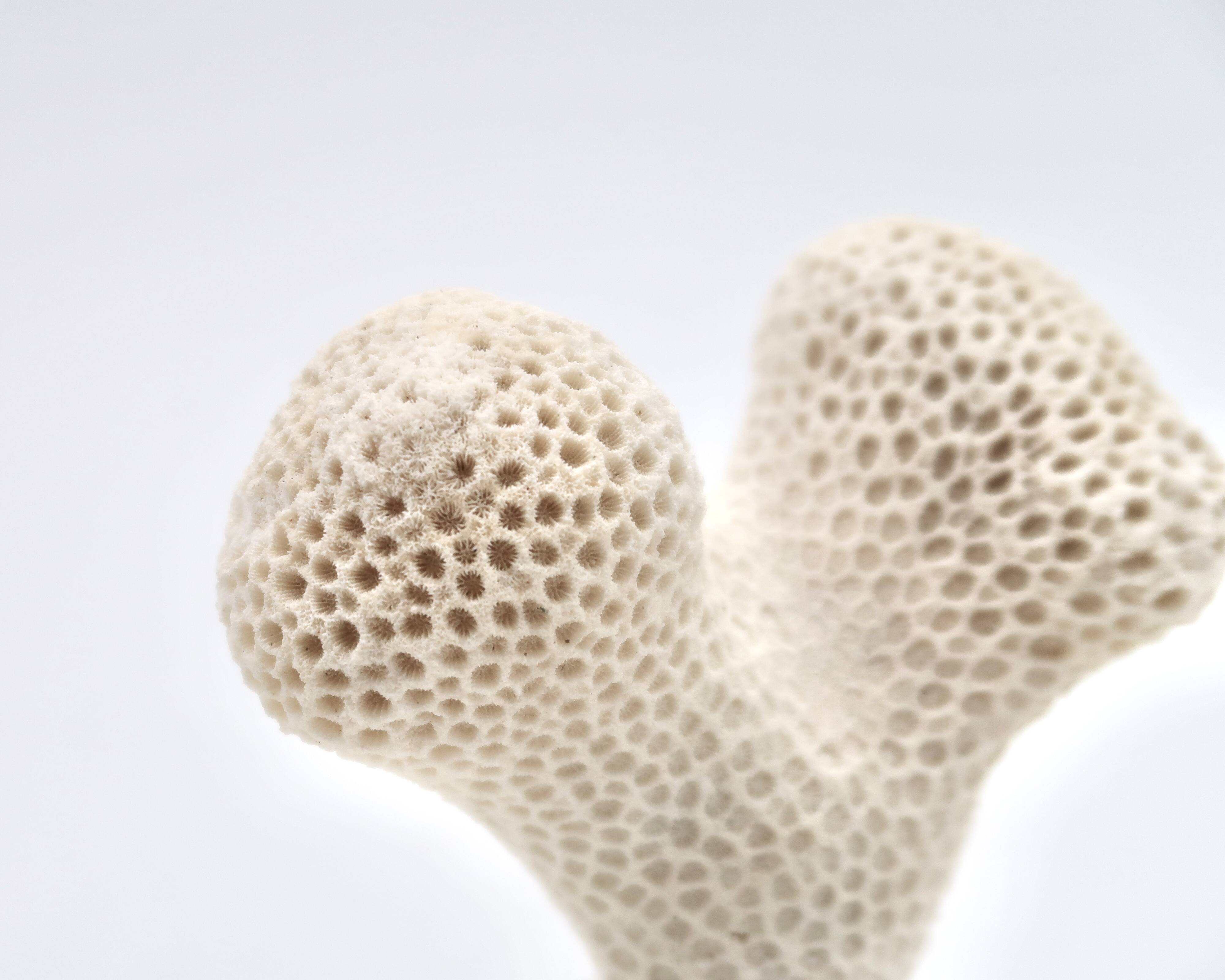 Coral bench on resin base, 1970s