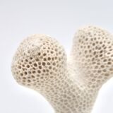 Coral bench on resin base, 1970s