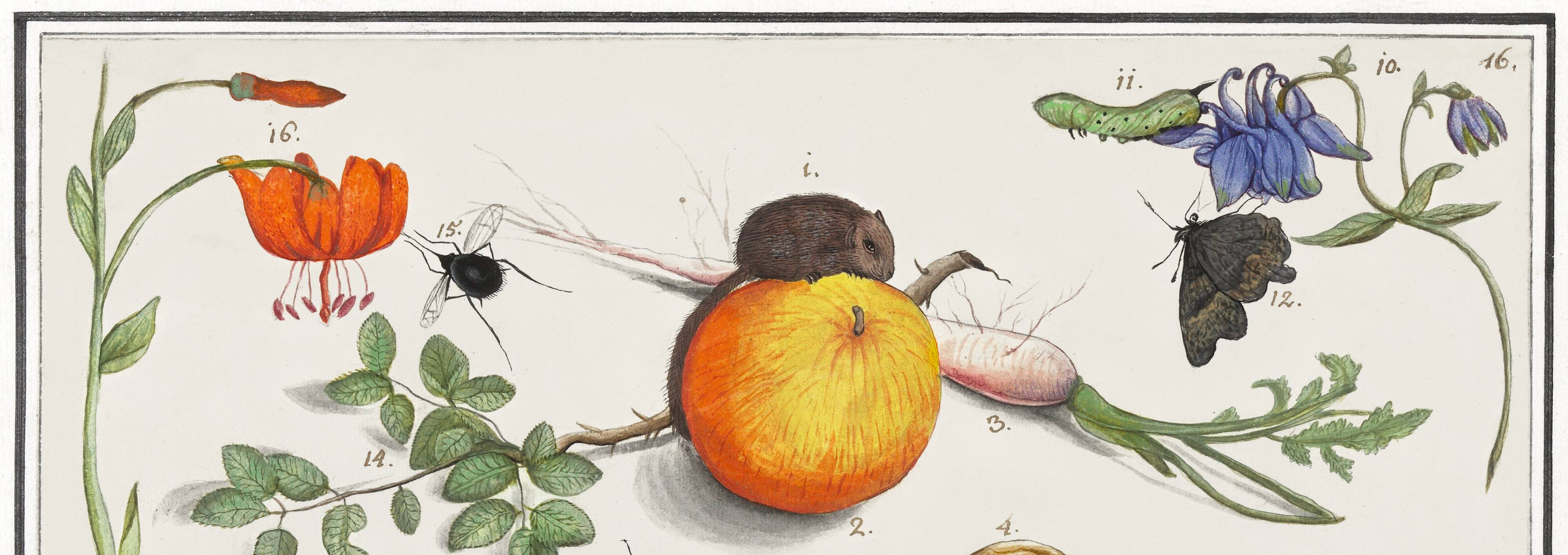 Petite affiche sur "insectes et petits animaux", d’après une gravure