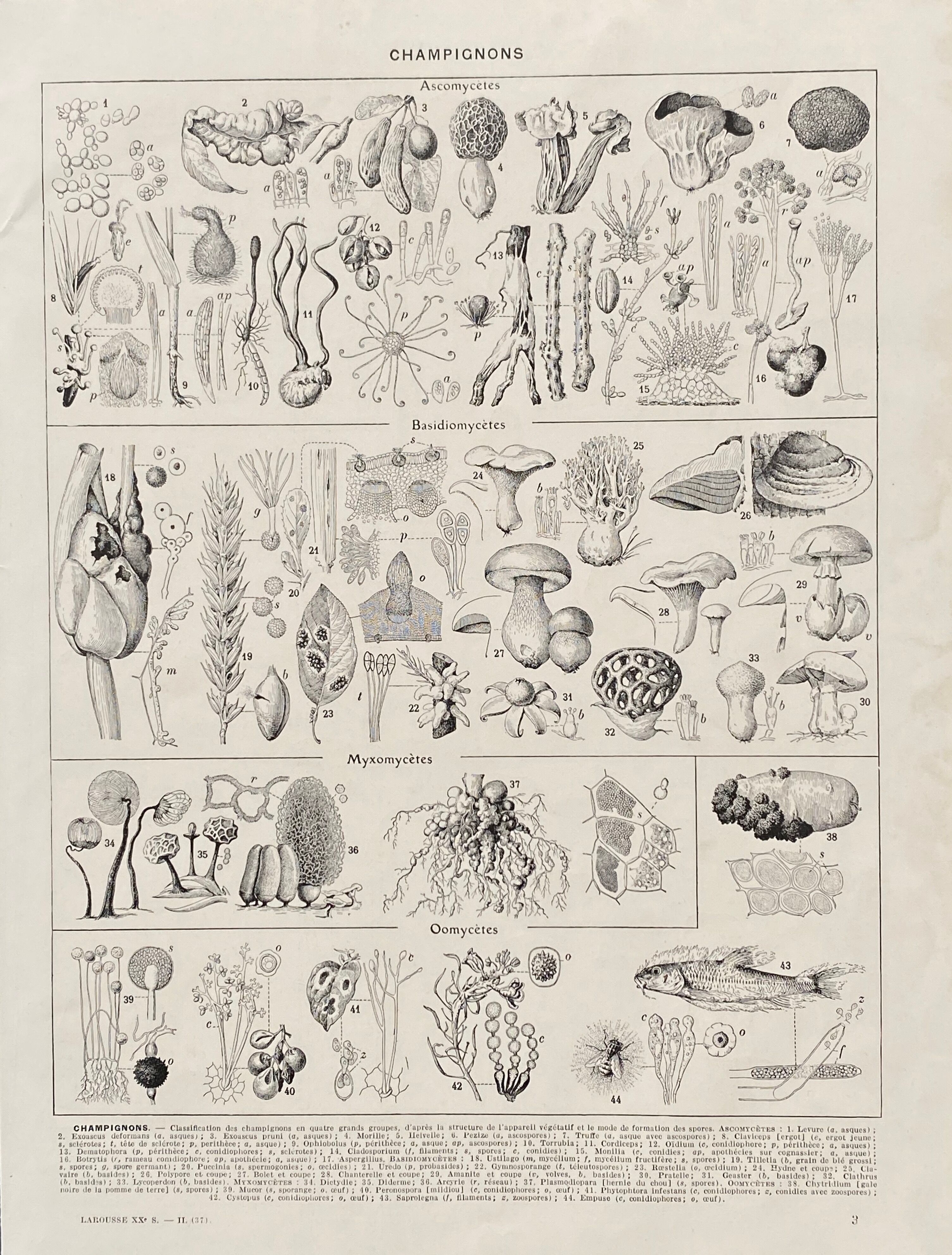 Old illustration Millot "Mushrooms"