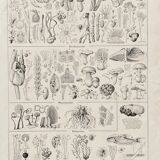 Old illustration Millot "Mushrooms"