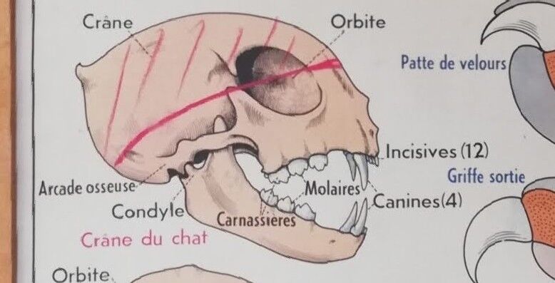 Vintage school poster