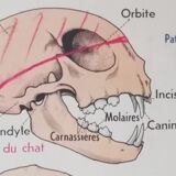 Vintage school poster