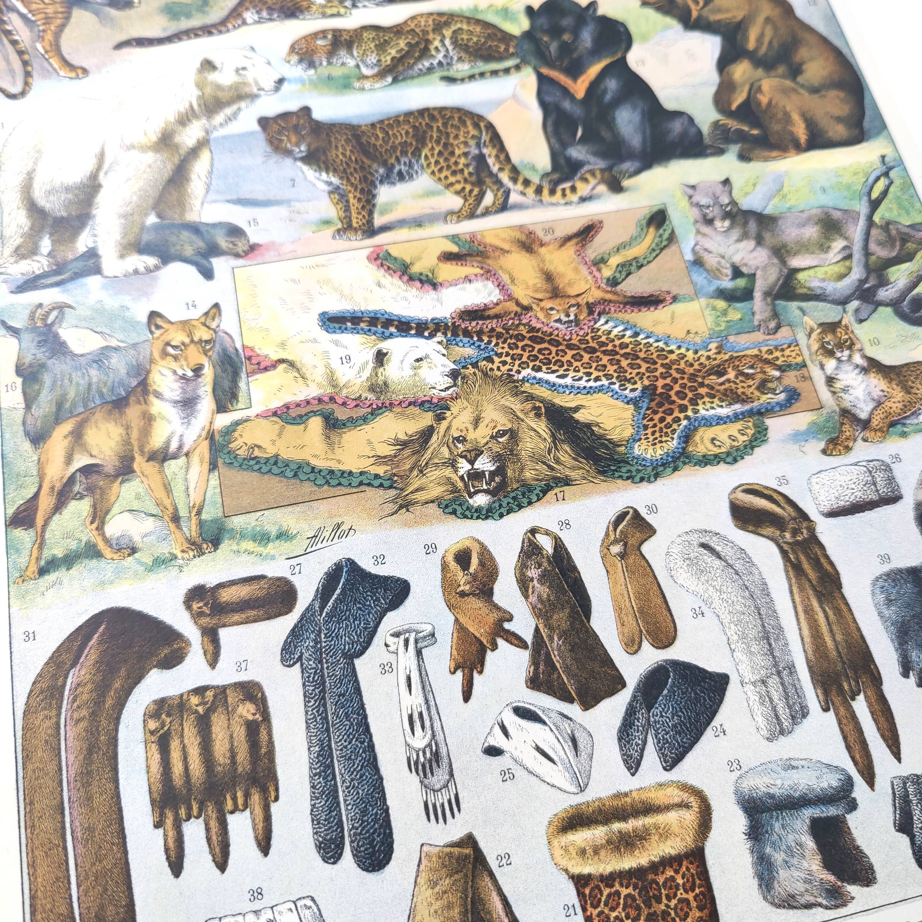 Lot of two lithographs on jungle animal furs 1900