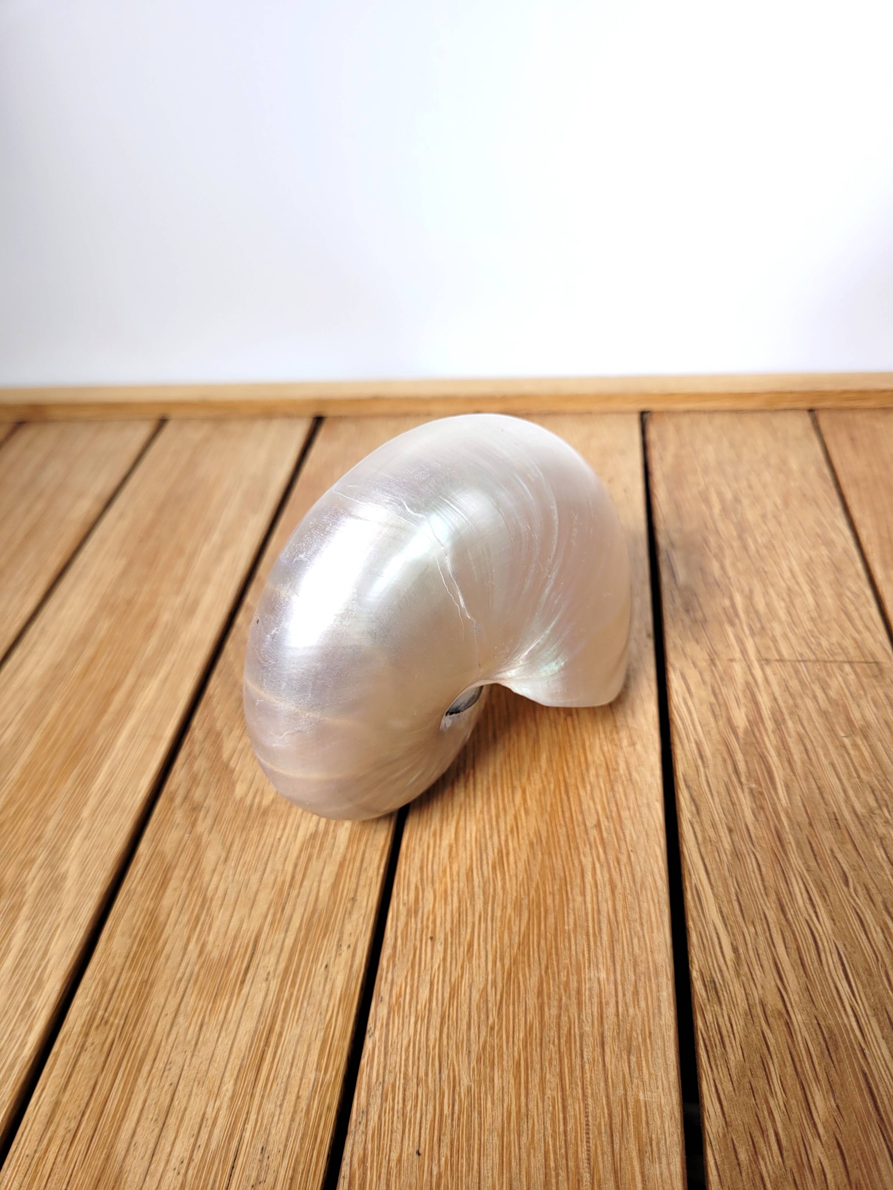 Pearly nautilus shell or curiosity nautilus 6cm