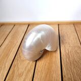 Pearly nautilus shell or curiosity nautilus 6cm