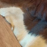 Vintage cow skin carpet, 140 cm x146 cm