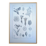 Printed in 1889, the nightshades (Solanaceae). Old botanical plate.