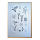 Printed in 1889, the nightshades (Solanaceae). Old botanical plate.