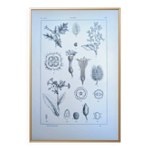 Imprimée en 1889, les solanée (Solanacées). Planche botanique ancienne