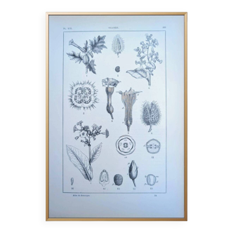 Printed in 1889, the nightshades (Solanaceae). Old botanical plate.