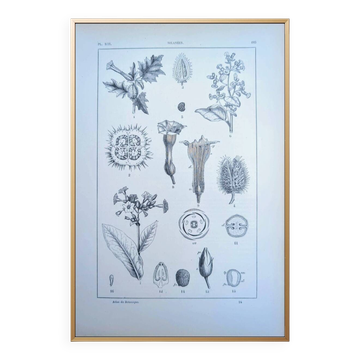 Printed in 1889, the nightshades (Solanaceae). Old botanical plate.
