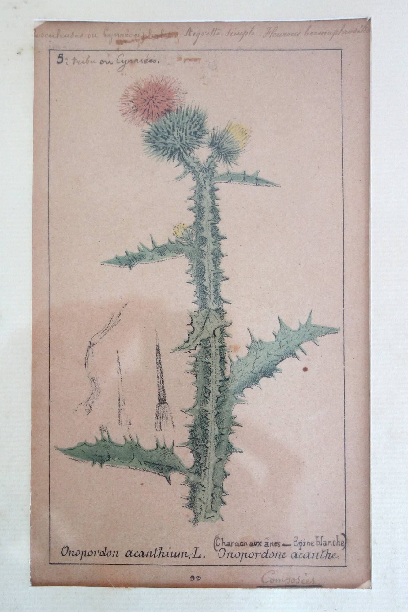 Table of 6 old engravings of flowers from Europe