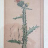 Table of 6 old engravings of flowers from Europe