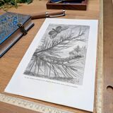 Printed in 1875, Engraving of the Pine Bombyx