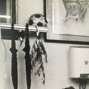 Draw Italy 90s - Female nude in a butcher shop