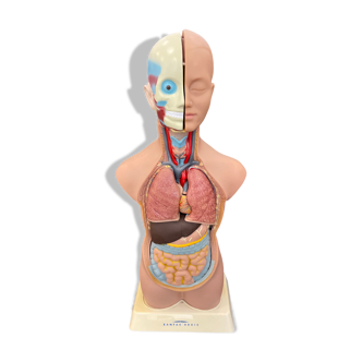 Anatomical skinned