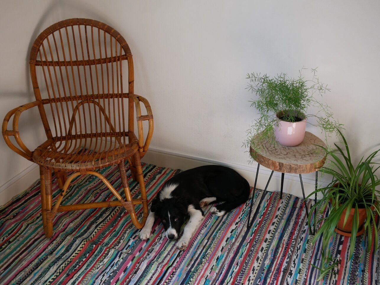 Armchair in rattan of the 1960s