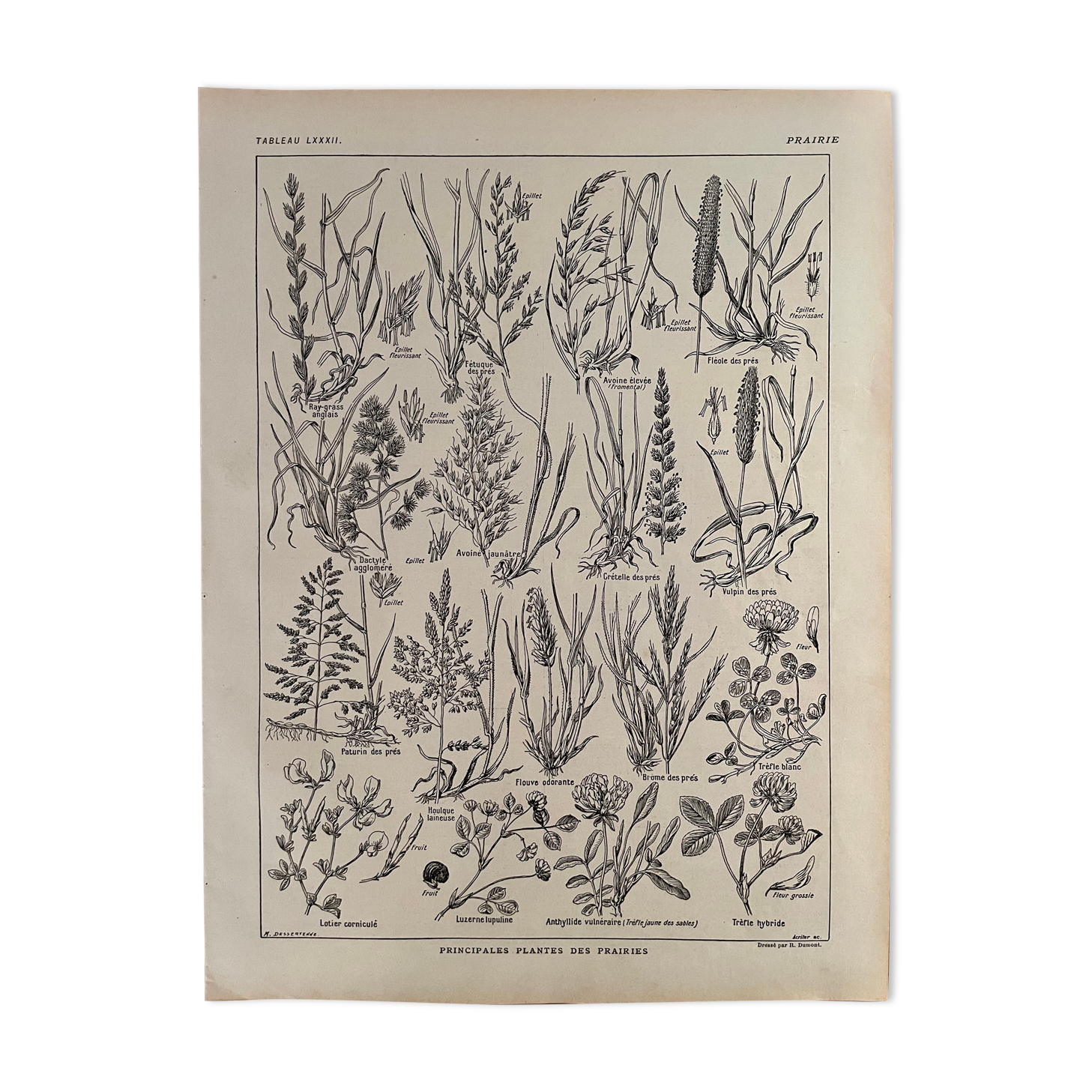 Lithograph on prairie flowers and flowers from 1921