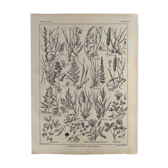 Lithograph on prairie flowers and flowers from 1921
