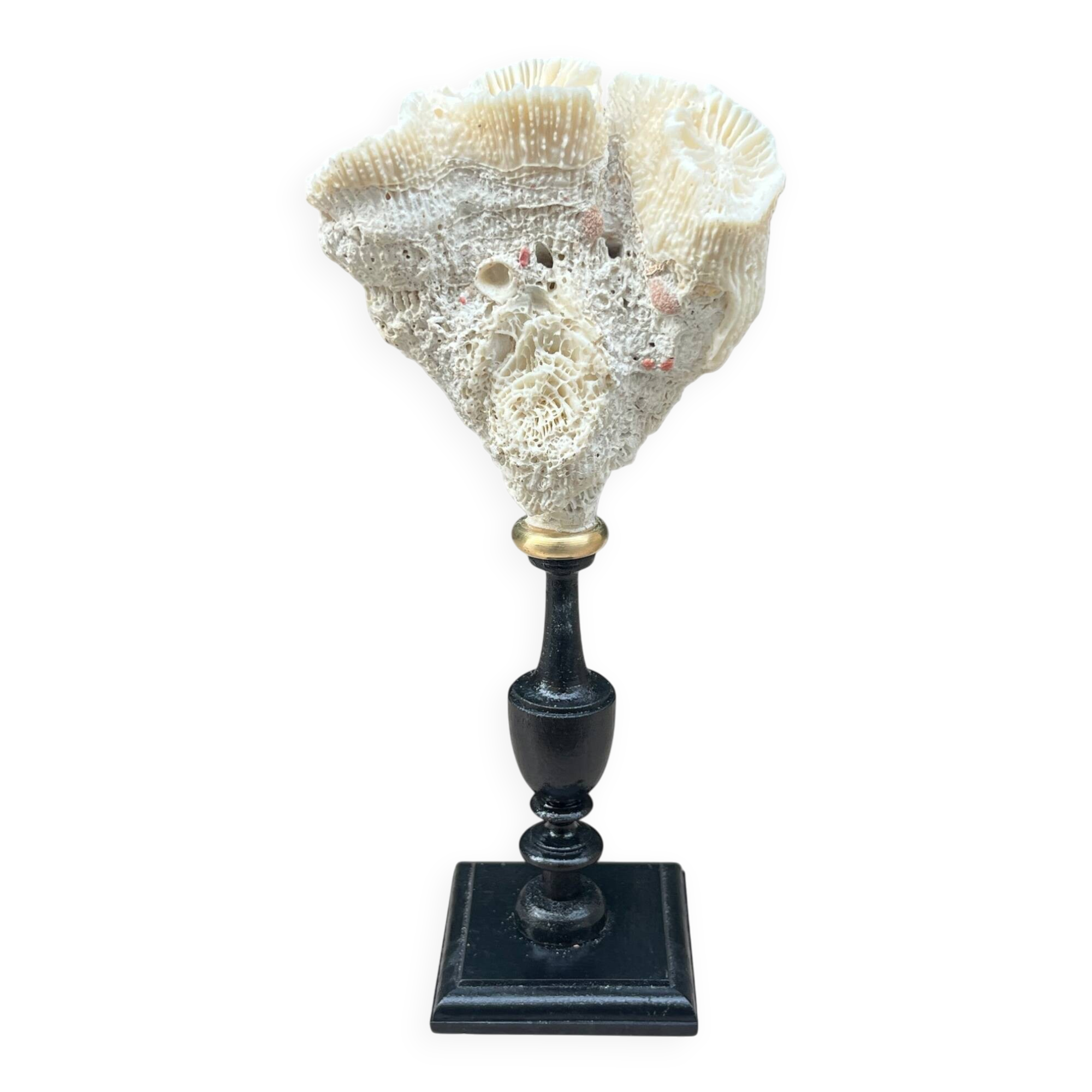 Natural white coral on a black wood base curiosity cabinet.
