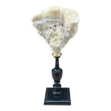 Natural white coral on a black wood base curiosity cabinet.