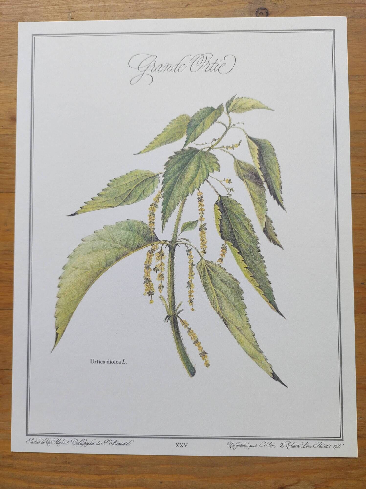 Botanical illustration -Great Nettle- Engraving of medicinal plants and herbs. Pastels by C. Michaut