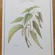 Botanical illustration -Great Nettle- Engraving of medicinal plants and herbs. Pastels by C. Michaut