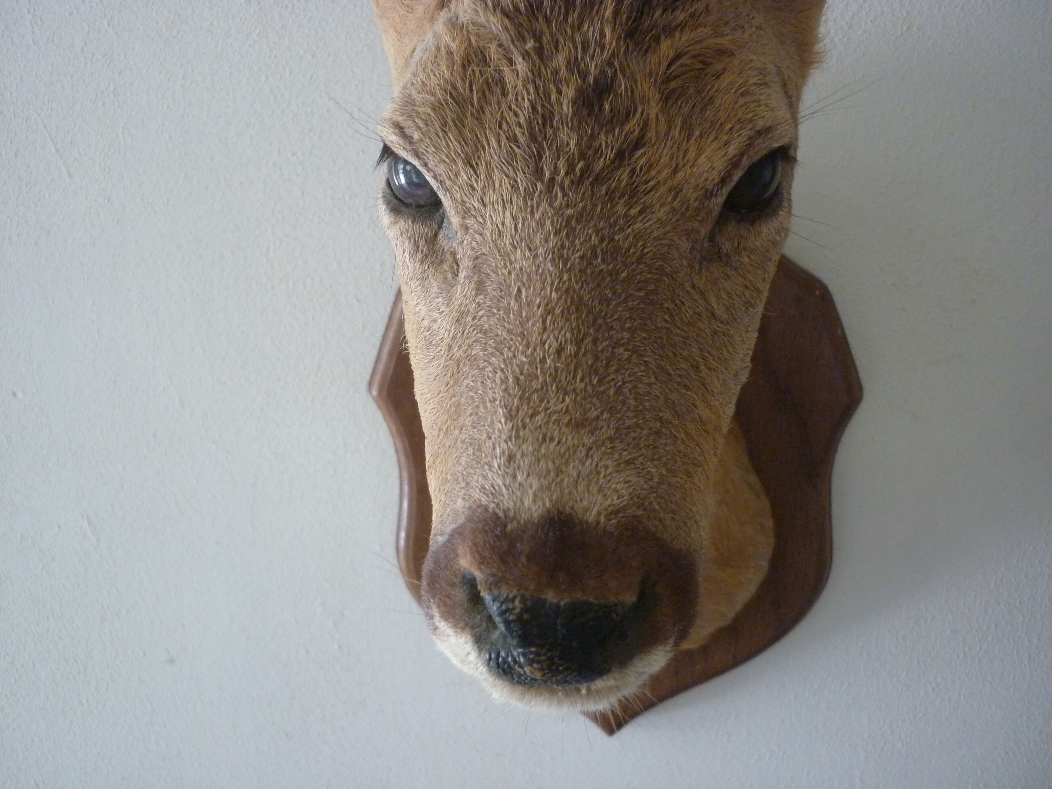 Trophee hunts deer head