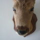Trophee hunts deer head