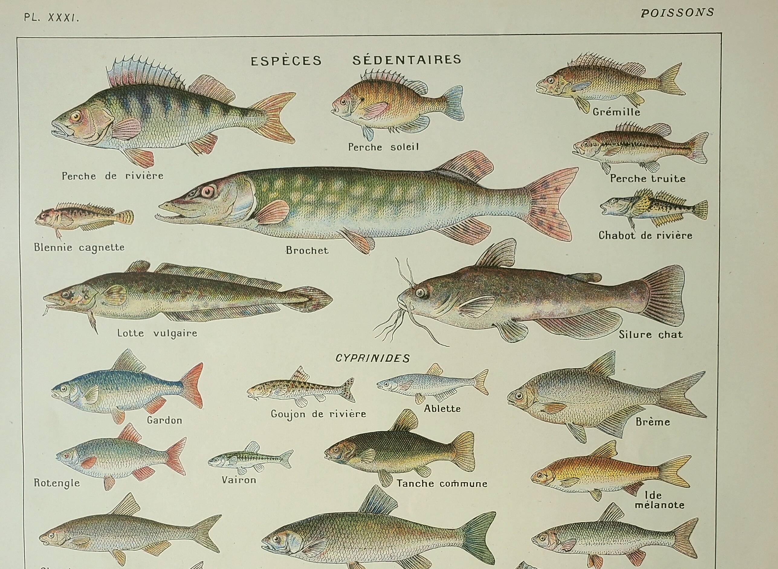 Antique engraving 1922, Freshwater fish, fishing, species • Lithograph, original illustration