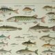 Antique engraving 1922, Freshwater fish, fishing, species • Lithograph, original illustration