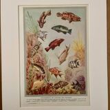 Illustrated board of fish that change color – 1950