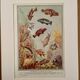 Illustrated board of fish that change color – 1950