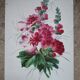 Lithograph Hollyhocks