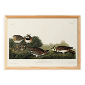 Poster about The Lark, based on an old engraving from 1827.