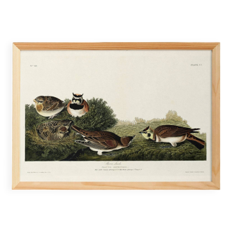 Poster about The Lark, based on an old engraving from 1827.