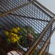 Cage ancienne