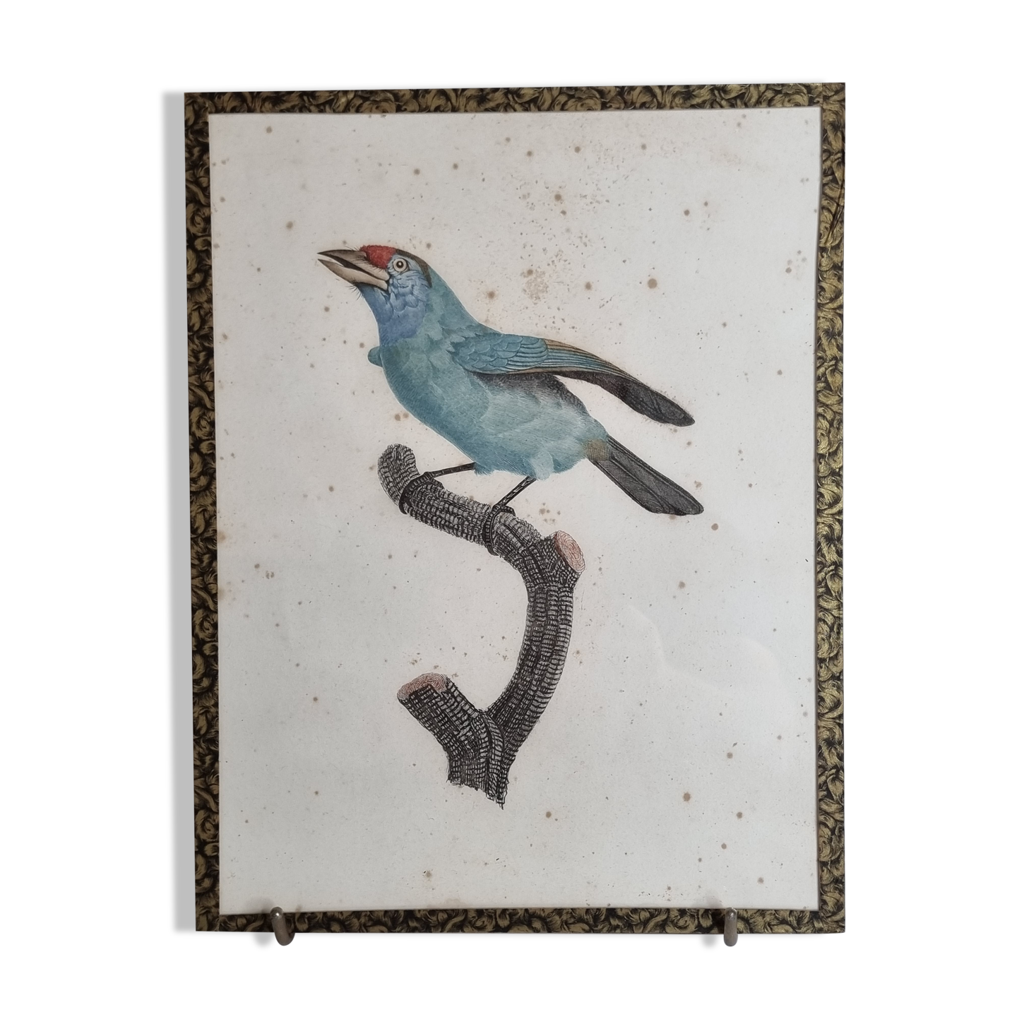 Original engraving of the early nineteenth century, Bearded with blue throat after Jacques Barraband (1806)