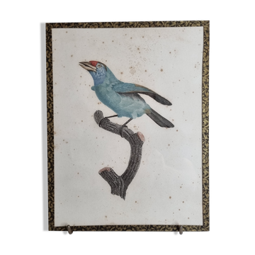Original engraving of the early nineteenth century, Bearded with blue throat after Jacques Barraband (1806)