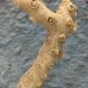 Corail sur socle