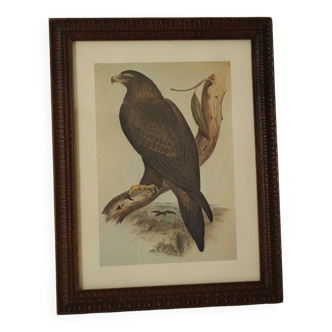 Old framed eagle engraving