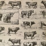 Lithograph on beef - 1900