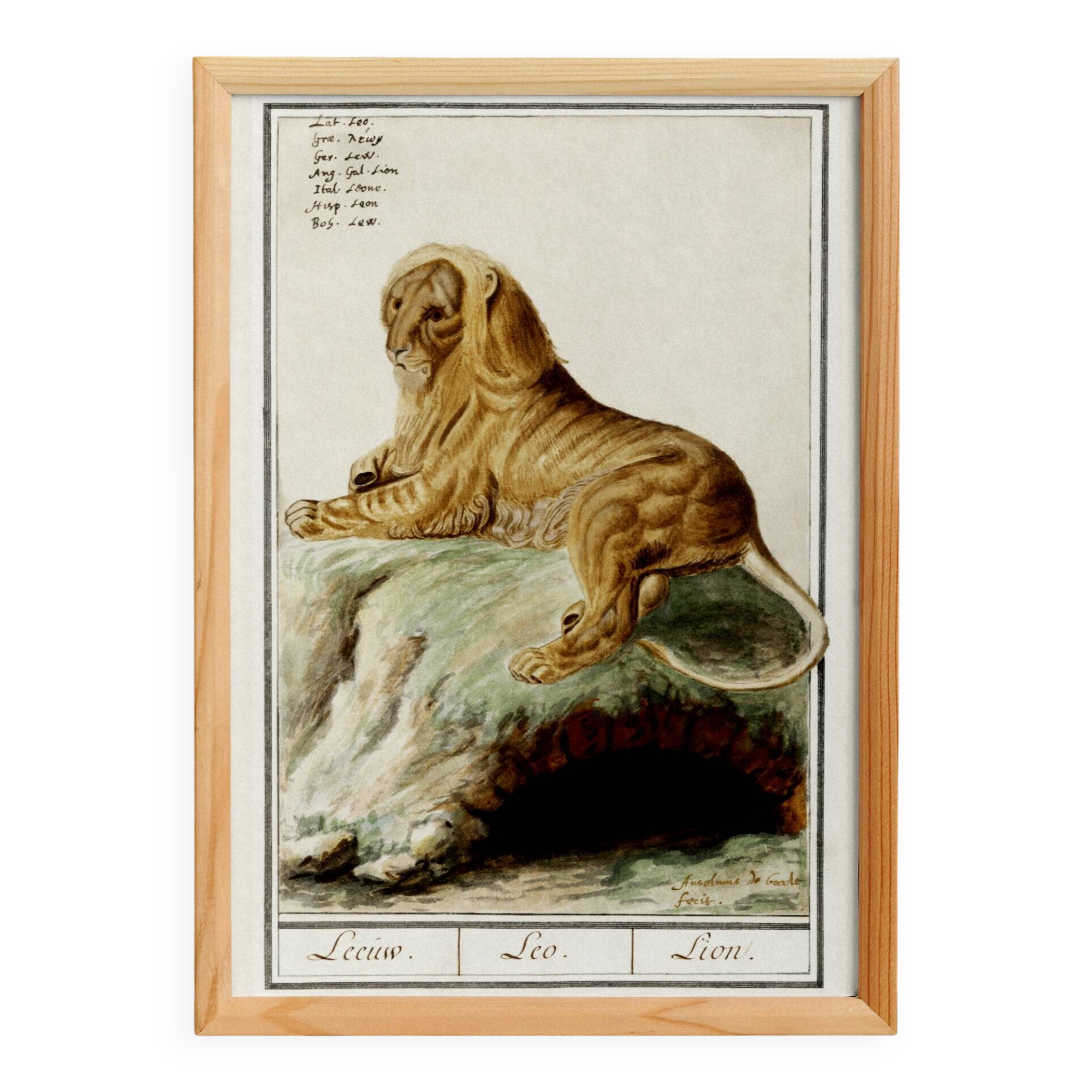 Small poster about the lion, after an old engraving from 1610.