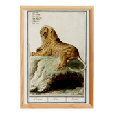 Small poster about the lion, after an old engraving from 1610.