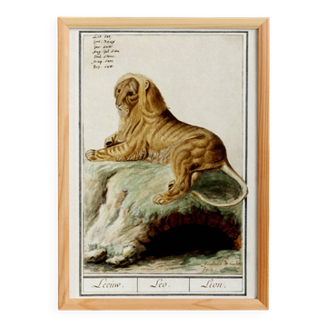 Small poster about the lion, after an old engraving from 1610.