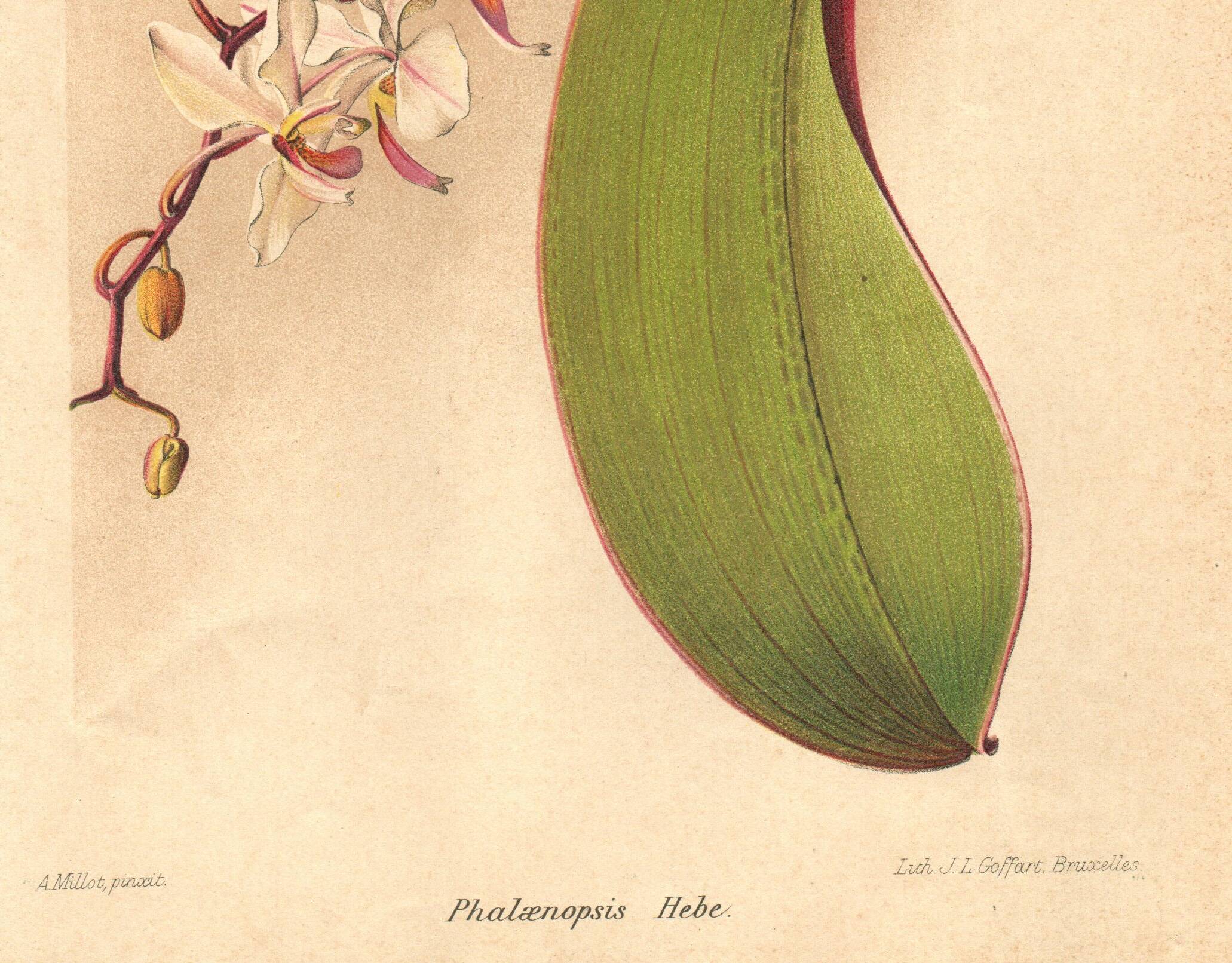 Botanical Engraving 1911 - Phalaenopsis Orchid by Millot - Vintage Flower
