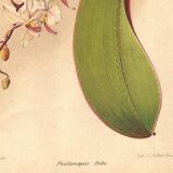Botanical Engraving 1911 - Phalaenopsis Orchid by Millot - Vintage Flower